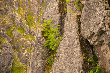 A tree in the mountains