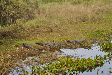caiman lying in the swamp of the Pantanal wetlands along the Transpantaneira close to Porto Jofre at  Cuiaba River. Caiman is a genus of caimans within the alligatorid subfamily looks like crocodile