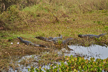caiman lying in the swamp of the Pantanal wetlands along the Transpantaneira close to Porto Jofre at  Cuiaba River. Caiman is a genus of caimans within the alligatorid subfamily looks like crocodile