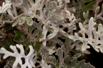 Silver leaves of the cineraria plant close up.