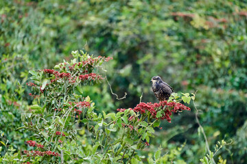 Female snail kite, Rostrhamus sociabilis, is a bird of prey within the family Accipitridae with slender beak, red eyes and dark blue gray plumage. Along the Transpantaneira to Porto Jofre, Brazil