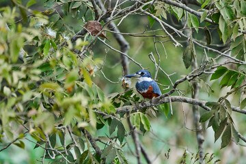 green kingfisher, Chloroceryle americana, perched in the bushes along the Transpantaneira to Porto Jofre in the wetlands of the Pantanal swamp in Brazil, South America