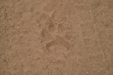 footprint of a Jaguar, Panthera onca, in the soft sand of the wetlands in the Pantanal swamp along the Transpantaneira towards Porto Jofre at Cuiaba River, Brazil, South America