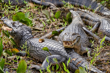 caiman lying in the swamp of the Pantanal wetlands along the Transpantaneira close to Porto Jofre at  Cuiaba River. Caiman is a genus of caimans within the alligatorid subfamily looks like crocodile