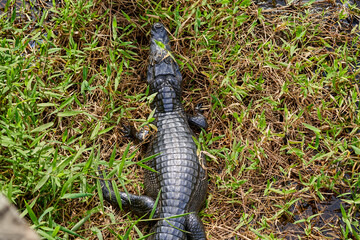 caiman lying in the swamp of the Pantanal wetlands along the Transpantaneira close to Porto Jofre at  Cuiaba River. Caiman is a genus of caimans within the alligatorid subfamily looks like crocodile