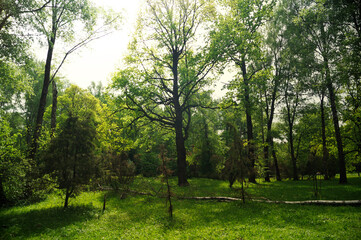 Fototapeta na wymiar Green mixed forest in daylight.
