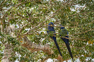 The hyacinth macaw, Anodorhynchus hyacinthinus, or hyacinthine macaw, is a beautiful, large deep blue parrot, that can be found in the Pantal near Porto Jofre, South America