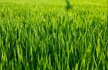 Fototapeta na wymiar Green rice fields under the morning sunshine