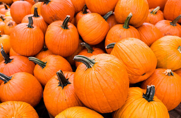 Halloween pumpkins at Waldens Pumpkin Farm in Tennessee, USA