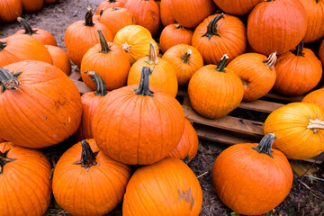 Halloween pumpkins at Waldens Pumpkin Farm in Tennessee, USA