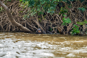 giant river otter, Pteronura brasiliensis, a South American carnivorous mammal, longest member of the weasel family, Mustelidae. Group of Otters feasting on fish in the Cuiaba River, Pantanal, Brazil
