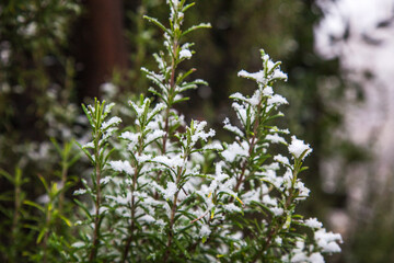 rosemary in winter with snow