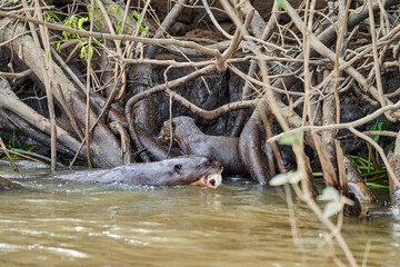 giant river otter, Pteronura brasiliensis, a South American carnivorous mammal, longest member of the weasel family, Mustelidae. Group of Otters feasting on fish in the Cuiaba River, Pantanal, Brazil