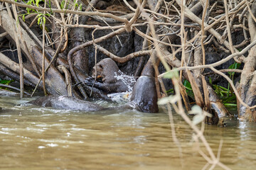 Naklejka na ściany i meble giant river otter, Pteronura brasiliensis, a South American carnivorous mammal, longest member of the weasel family, Mustelidae. Group of Otters feasting on fish in the Cuiaba River, Pantanal, Brazil
