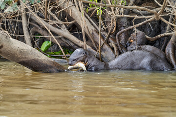 giant river otter, Pteronura brasiliensis, a South American carnivorous mammal, longest member of the weasel family, Mustelidae. Group of Otters feasting on fish in the Cuiaba River, Pantanal, Brazil