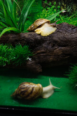 
therapeutic snail. shell, nature, animal, green