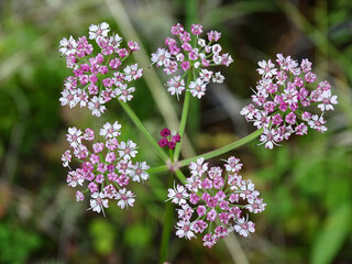 pink wild flowers close up