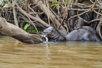 giant river otter, Pteronura brasiliensis, a South American carnivorous mammal, longest member of the weasel family, Mustelidae. Group of Otters feasting on fish in the Cuiaba River, Pantanal, Brazil