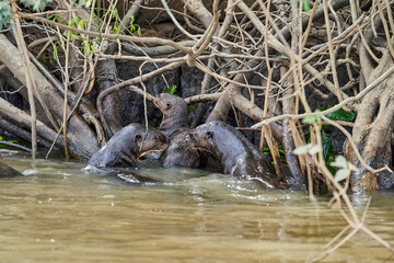 giant river otter, Pteronura brasiliensis, a South American carnivorous mammal, longest member of the weasel family, Mustelidae. Group of Otters feasting on fish in the Cuiaba River, Pantanal, Brazil