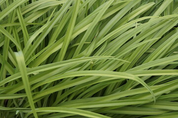 Fototapeta premium Green sedge grass in the daylight.