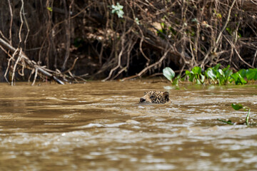 Jaguar, Panthera onca, is a large felid species and the only extant member of the genus Panthera native to the Americas, Jaguar swimming Cuiaba river in the Pantanal, Brazil