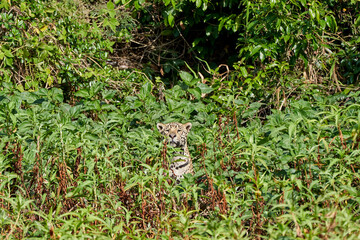 Jaguar, Panthera onca, is a large felid species and the only extant member of the genus Panthera...
