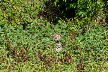 Jaguar, Panthera onca, is a large felid species and the only extant member of the genus Panthera native to the Americas, Jaguar stalking through vegetation on Cuiaba river in the Pantanal, Brazil