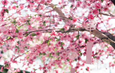 romantic glass and letter mobile hanking on sakura tree
