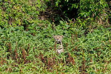 Jaguar, Panthera onca, is a large felid species and the only extant member of the genus Panthera native to the Americas, Jaguar stalking through vegetation on Cuiaba river in the Pantanal, Brazil