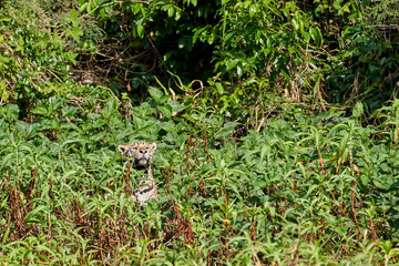 Jaguar, Panthera onca, is a large felid species and the only extant member of the genus Panthera...
