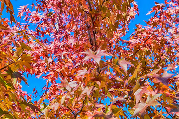 color in fall, maple leaf with clear blue sky.