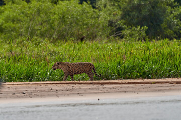 Jaguar, Panthera onca, is a large felid species and the only extant member of the genus Panthera...