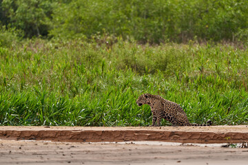 Jaguar, Panthera onca, is a large felid species and the only extant member of the genus Panthera native to the Americas, Jaguar stalking along a sand bank on Cuiaba river in the Pantanal, Brazil