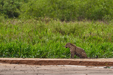 Jaguar, Panthera onca, is a large felid species and the only extant member of the genus Panthera native to the Americas, Jaguar stalking along a sand bank on Cuiaba river in the Pantanal, Brazil