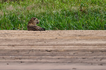 Jaguar, Panthera onca, is a large felid species and the only extant member of the genus Panthera...