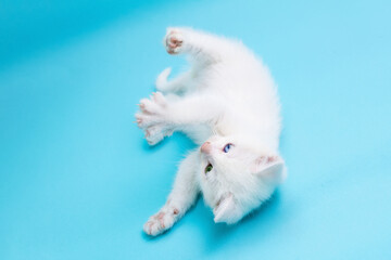 Small white kitten with blue and green eyes lying on blue background with spreading paws