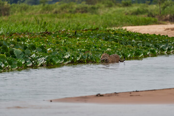 Jaguar, Panthera onca, is a large felid species and the only extant member of the genus Panthera native to the Americas, Jaguar stalking through vegetation on Cuiaba river in the Pantanal, Brazil
