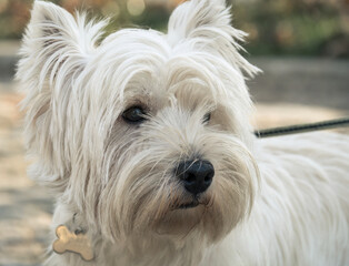 Portrait of a West Highland White Terrier dog breed