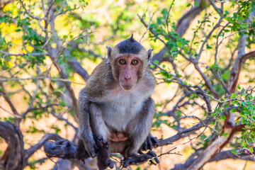 Thai Monkey in Thailand Southeast Asia