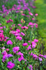 Colorful flowers in nature.flowers in the garden.Flower Blooming in the Suan Luang Rama IX Park. 
