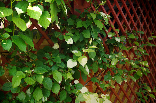Actinidia leaves on the background of a red wooden lattice. 
