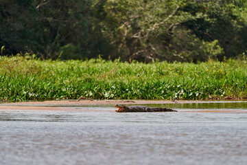 caiman lying in the swamp of the Pantanal wetlands along the Transpantaneira close to Porto Jofre at  Cuiaba River. Caiman is a genus of caimans within the alligatorid subfamily looks like crocodile