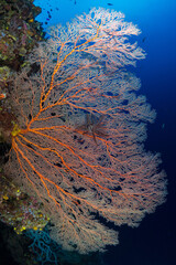 Large colorful gorgonian sea fan on coral reef wall