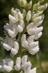 The flower of the white Lupin in detail.