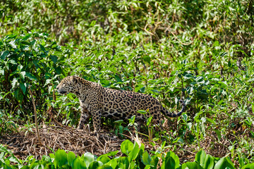 Jaguar, Panthera onca, is a large felid species and the only extant member of the genus Panthera native to the Americas, Jaguar stalking through vegetation on Cuiaba river in the Pantanal, Brazil