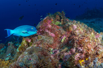 Fish swimming above coral reef in Papua New Guinea