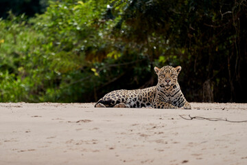 Jaguar, Panthera onca, is a large felid species and the only extant member of the genus Panthera...
