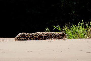 Jaguar, Panthera onca, is a large felid species and the only extant member of the genus Panthera...