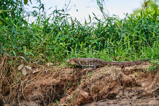 Dracaena paraguayensis, the Paraguay caiman lizard, a species of lizard in the family Teiidae, resting on the river bank of the Cuiaba river in the Pantanal swamp, Porto Jofre, Brazil, South America