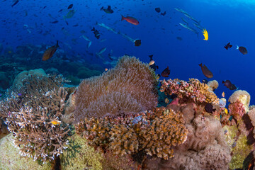 Fototapeta na wymiar Family of anemonefish swim above their anemone on coral reef